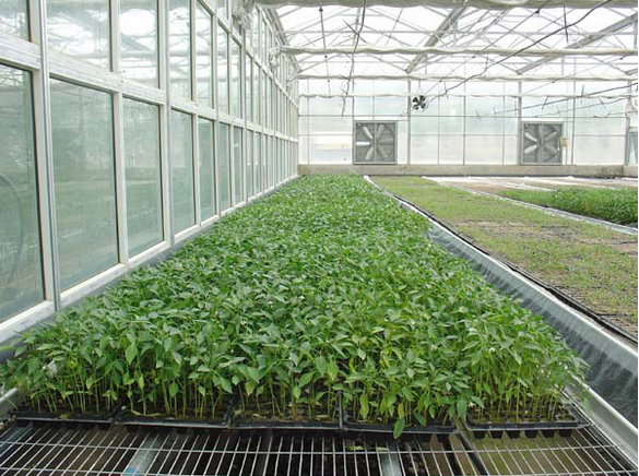 陜西溫室大棚育苗大棚工程