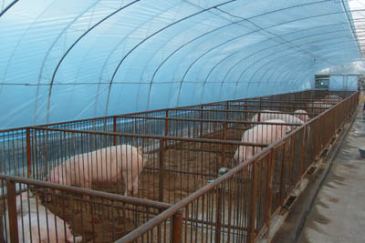 陜西養殖大棚加工